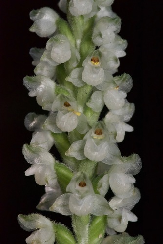 downy rattlesnake plantain