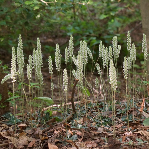 downy rattlesnake plantain