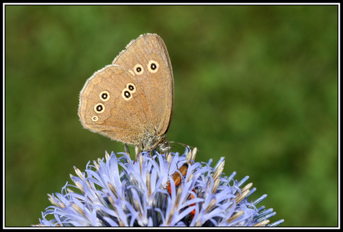 Ringlet