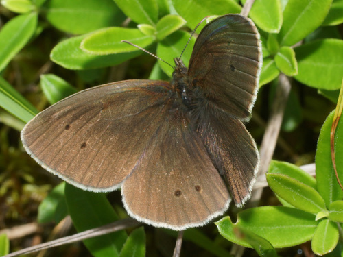 Ringlet