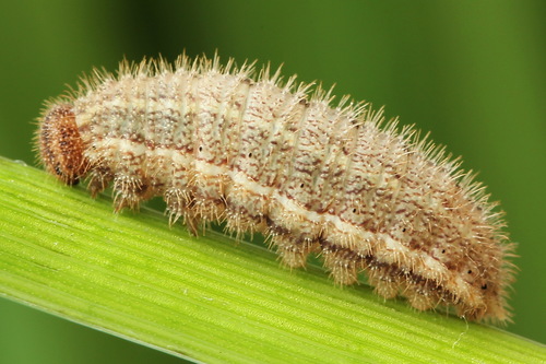 Ringlet