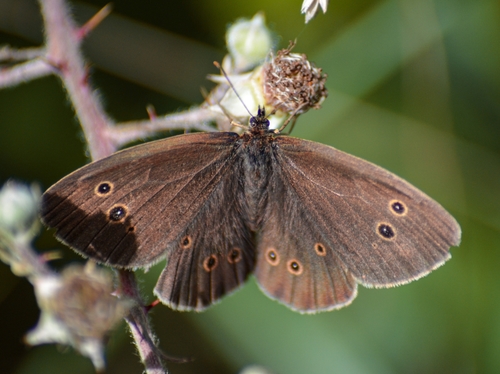 Ringlet