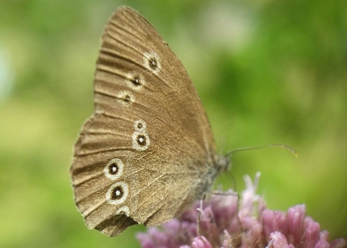 Ringlet