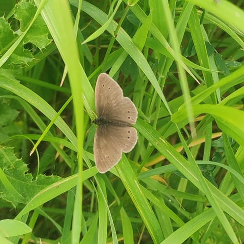 Ringlet