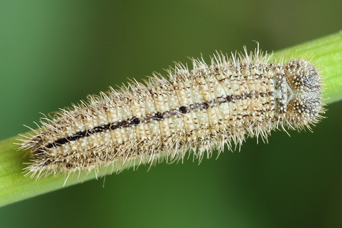 Ringlet