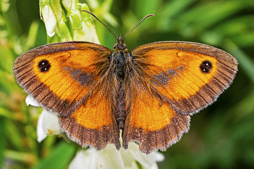 Gatekeeper