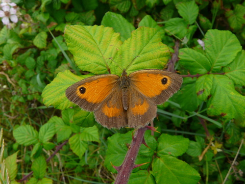 Gatekeeper