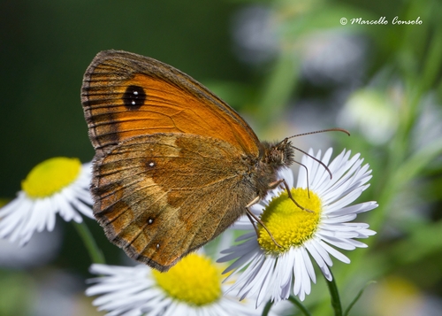 Gatekeeper