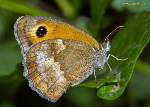 Gatekeeper
