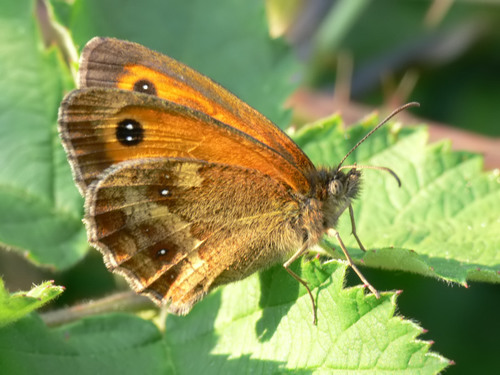 Gatekeeper