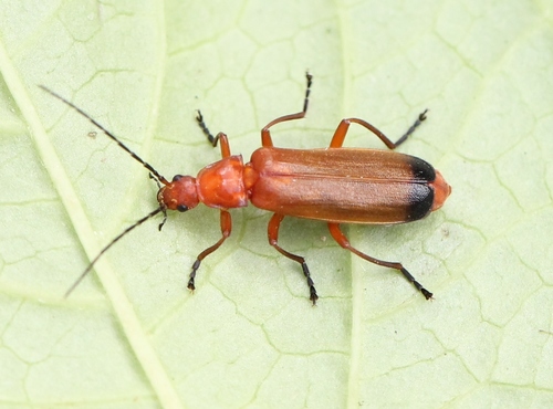 Common Red Soldier Beetle