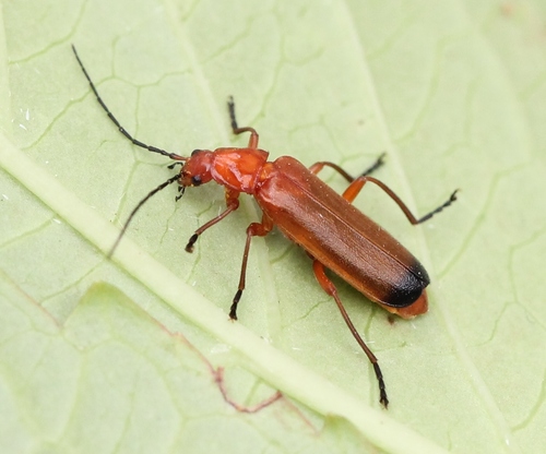 Common Red Soldier Beetle