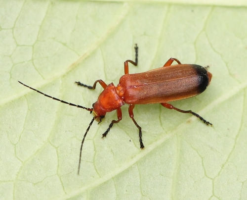 Common Red Soldier Beetle