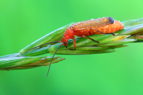 Common Red Soldier Beetle