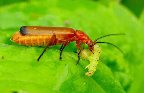 Common Red Soldier Beetle