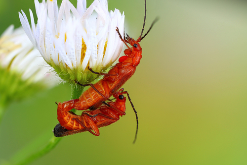 Common Red Soldier Beetle