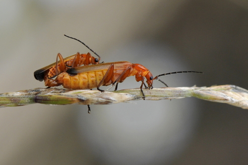 Common Red Soldier Beetle