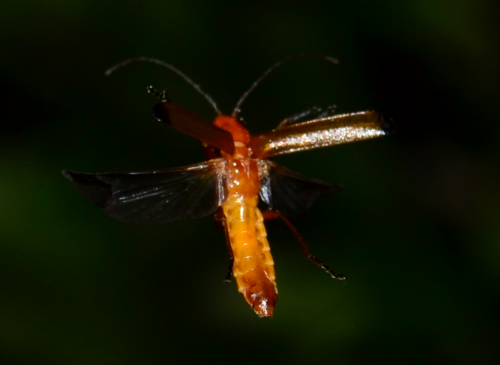 Common Red Soldier Beetle