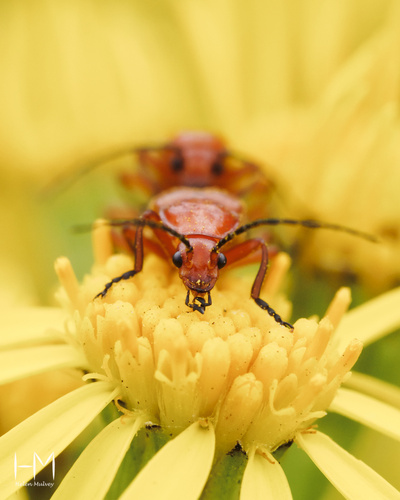 Common Red Soldier Beetle