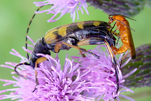 Common Red Soldier Beetle