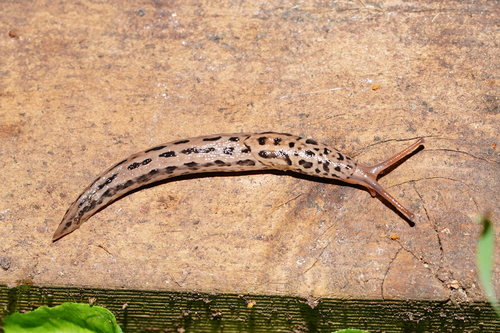 Leopard Slug