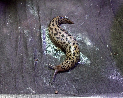 Leopard Slug