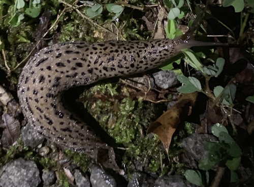 Leopard Slug