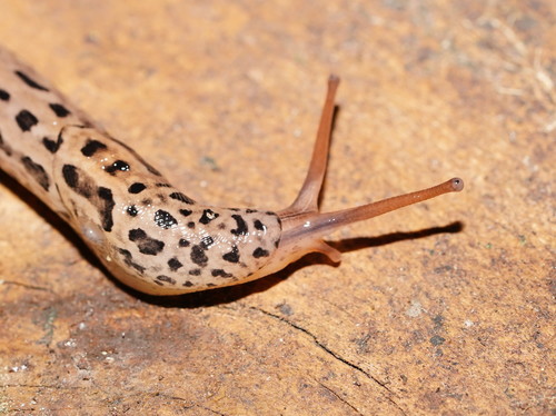 Leopard Slug