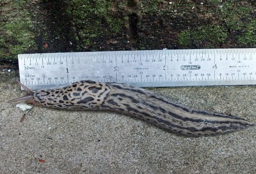 Leopard Slug