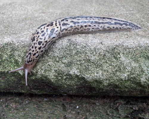 Leopard Slug