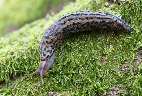 Leopard Slug