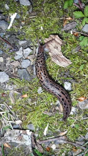 Leopard Slug