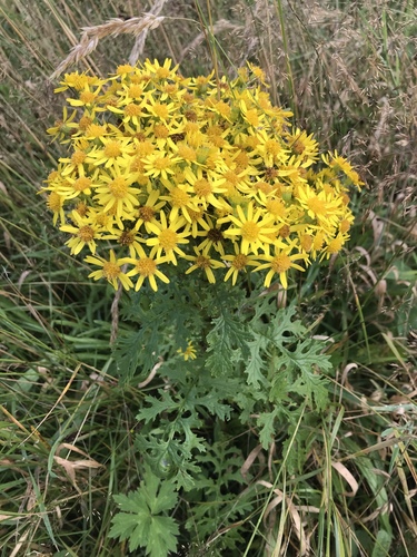 ragwort