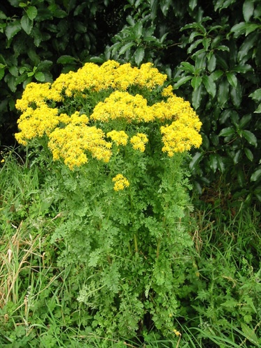 ragwort