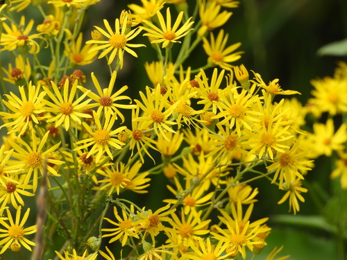 ragwort