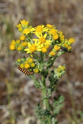 ragwort