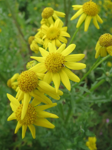 ragwort