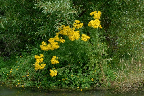 ragwort