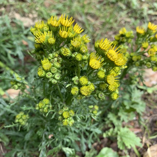 ragwort