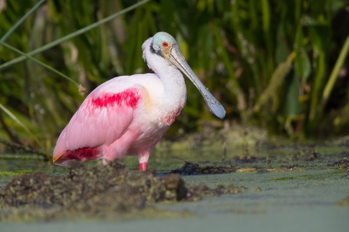 Roseate Spoonbill