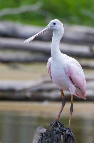 Roseate Spoonbill