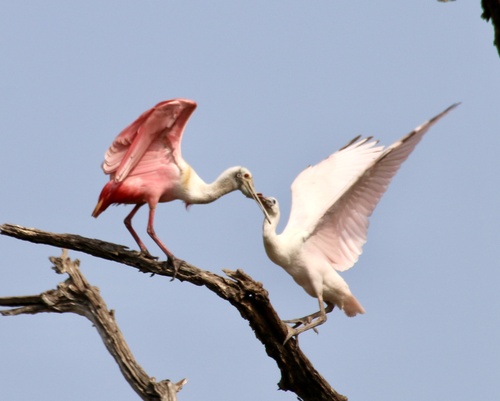 Roseate Spoonbill