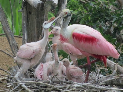 Roseate Spoonbill