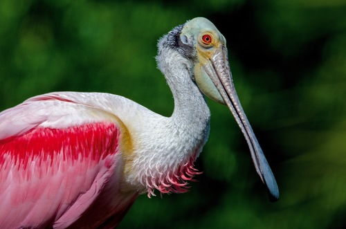 Roseate Spoonbill