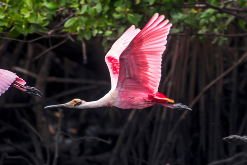 Roseate Spoonbill