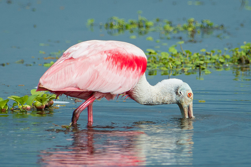 Roseate Spoonbill