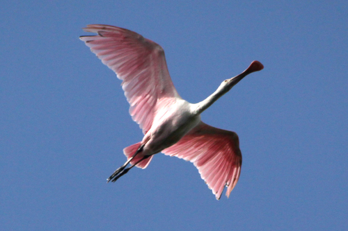 Roseate Spoonbill