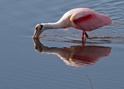 Roseate Spoonbill