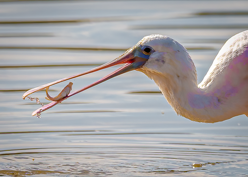 Roseate Spoonbill