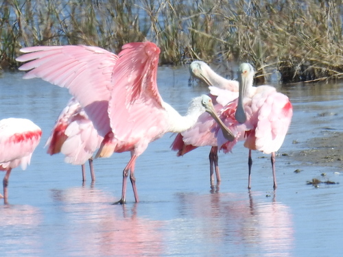 Roseate Spoonbill